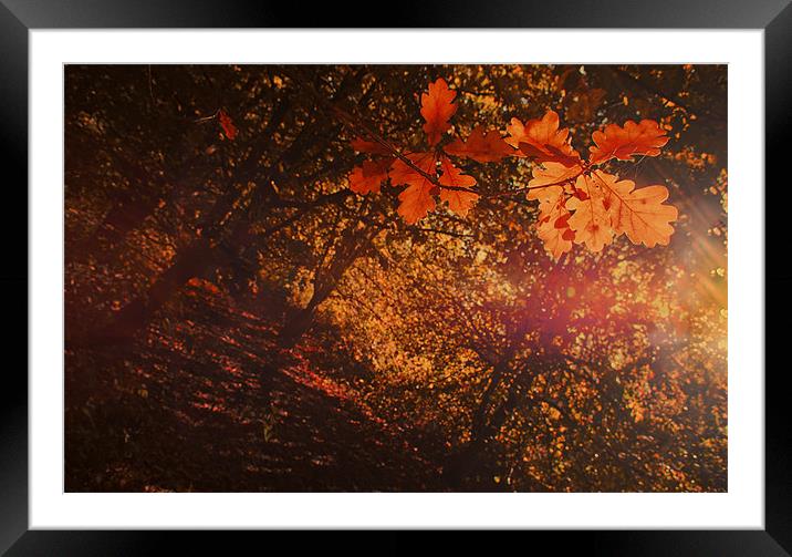 Autumn Colours Framed Mounted Print by Dawn Cox