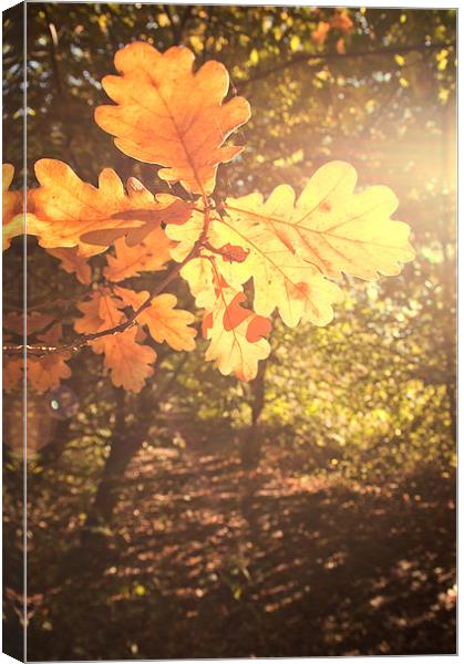 Oak Leaves Canvas Print by Dawn Cox