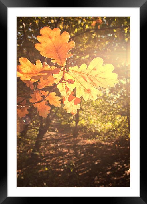 Oak Leaves Framed Mounted Print by Dawn Cox