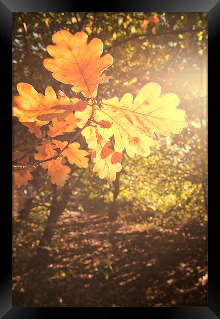 Oak Leaves Framed Print by Dawn Cox