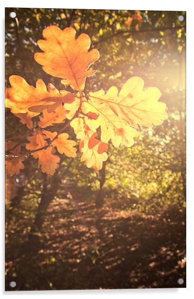 Oak Leaves Acrylic by Dawn Cox