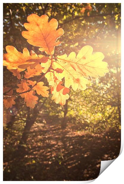 Oak Leaves Print by Dawn Cox