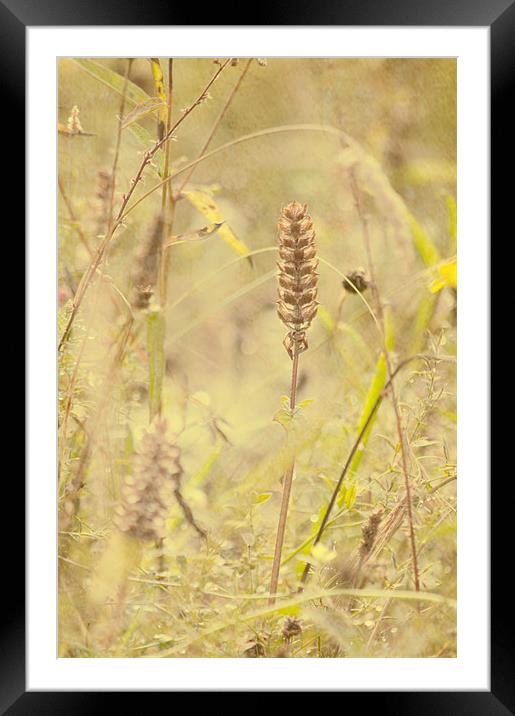 Wild Grasses Framed Mounted Print by Dawn Cox