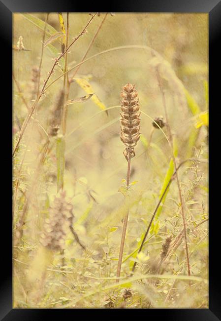 Wild Grasses Framed Print by Dawn Cox
