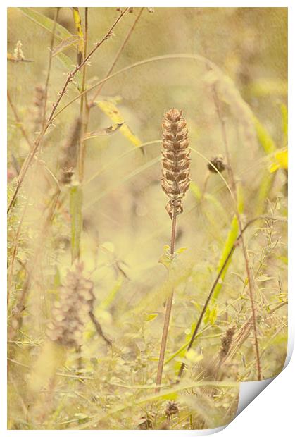Wild Grasses Print by Dawn Cox