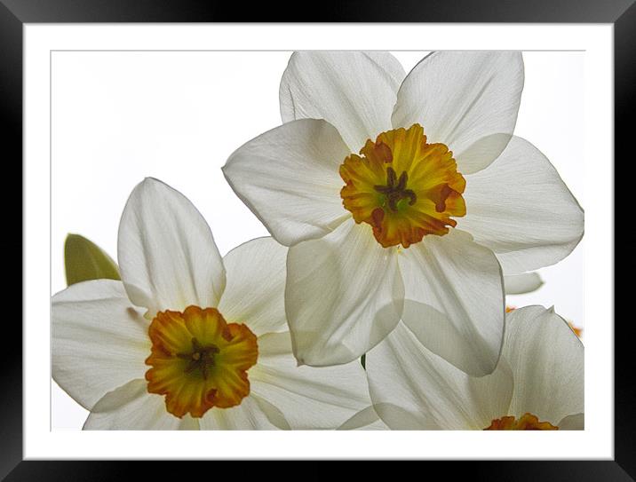 Daffodil Study Four Framed Mounted Print by Kate Young