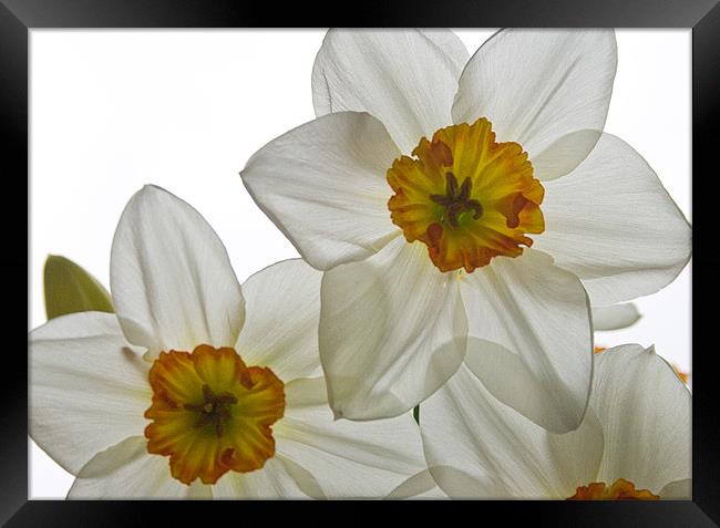 Daffodil Study Four Framed Print by Kate Young