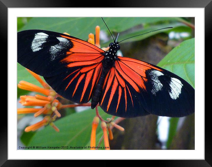 Butterfly at Stratford upon Avon butterfly farm Framed Mounted Print by William Kempster