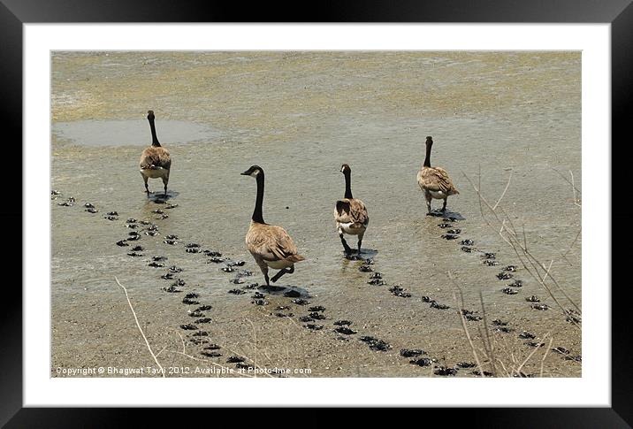 Canada Geese Framed Mounted Print by Bhagwat Tavri