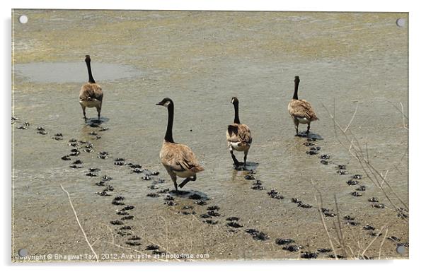 Canada Geese Acrylic by Bhagwat Tavri