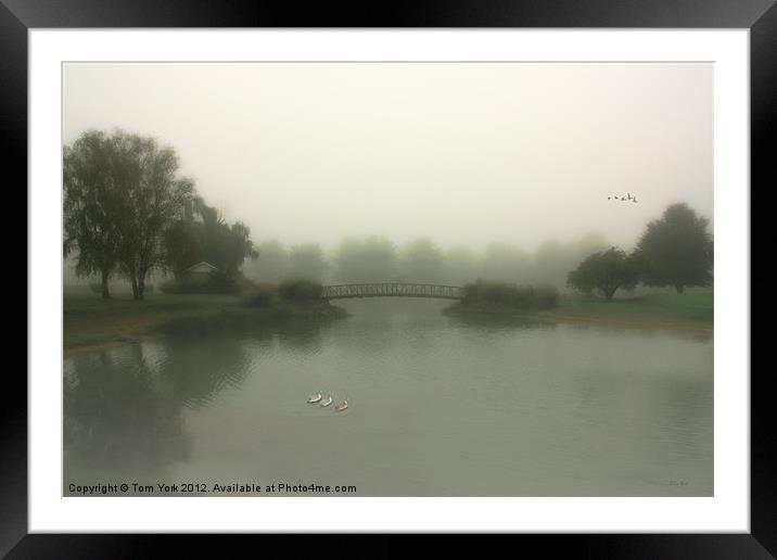 AN EARLY MORNING SWIM Framed Mounted Print by Tom York