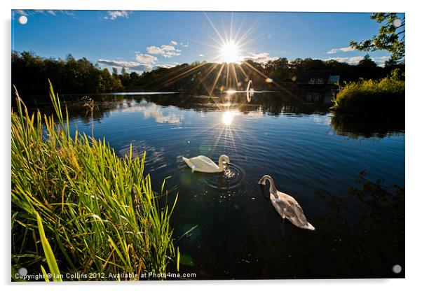 Swan Lake Acrylic by Ian Collins