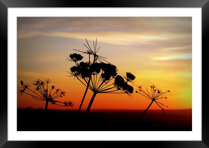 SIMPLE SUNSET Framed Mounted Print by dale rys (LP)