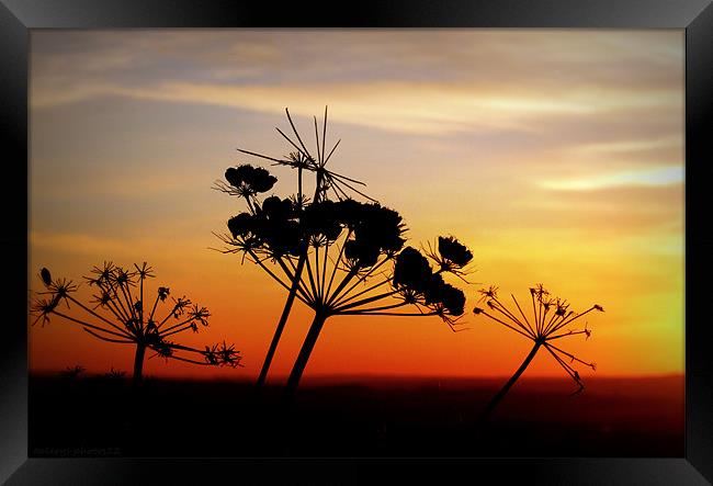 SIMPLE SUNSET Framed Print by dale rys (LP)