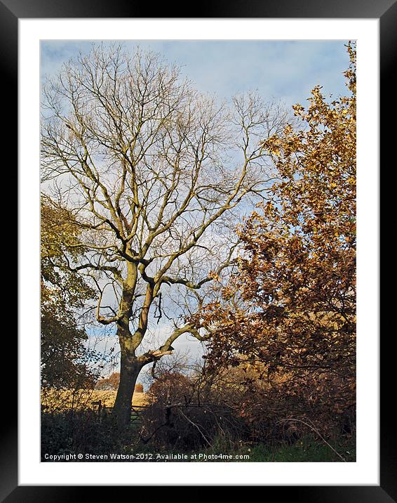 Adel Wood Autumn Framed Mounted Print by Steven Watson