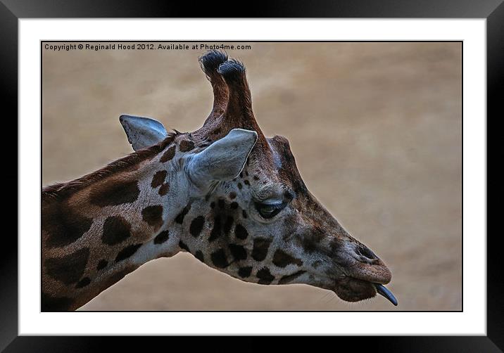 giraffe Framed Mounted Print by Reginald Hood