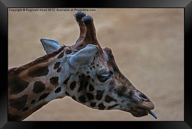 giraffe Framed Print by Reginald Hood