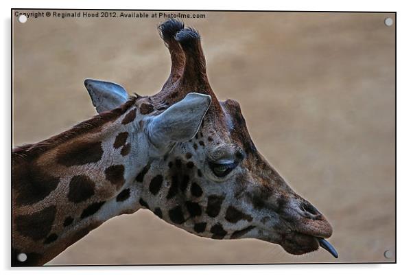 giraffe Acrylic by Reginald Hood