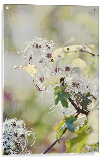 Wild Clematis Acrylic by Dawn Cox