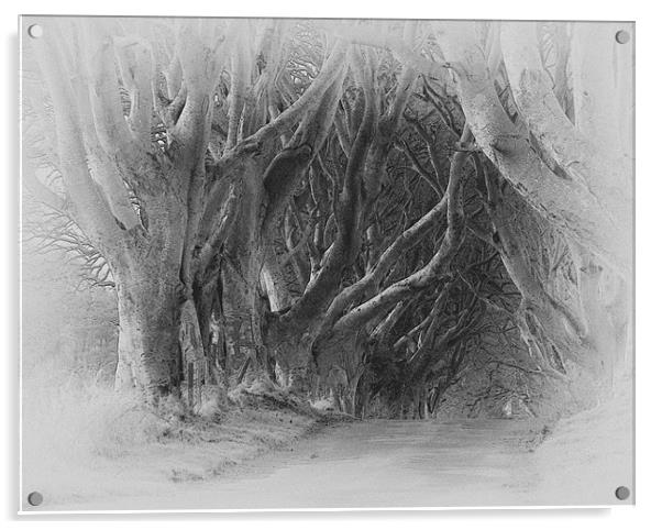 The 'Dark Hedges' Acrylic by pauline morris