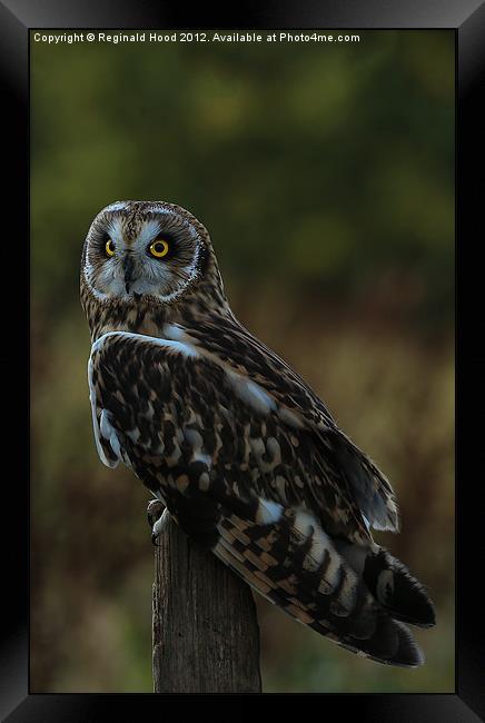 Owl Framed Print by Reginald Hood
