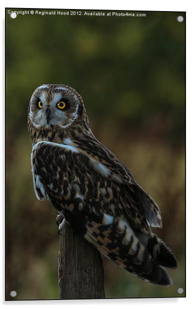 Owl Acrylic by Reginald Hood