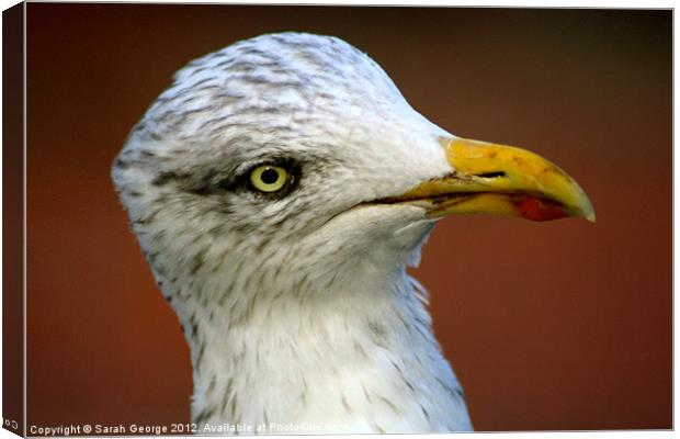 Inquisitive Herring Gull Canvas Print by Sarah George