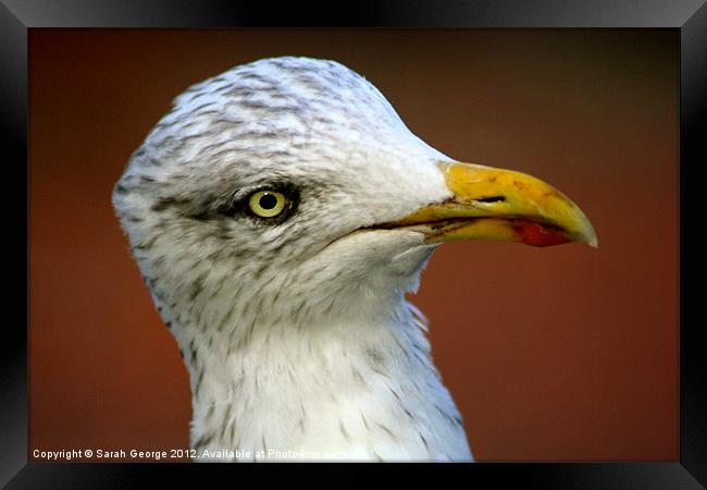Inquisitive Herring Gull Framed Print by Sarah George