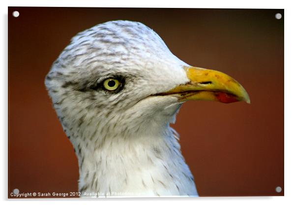 Inquisitive Herring Gull Acrylic by Sarah George