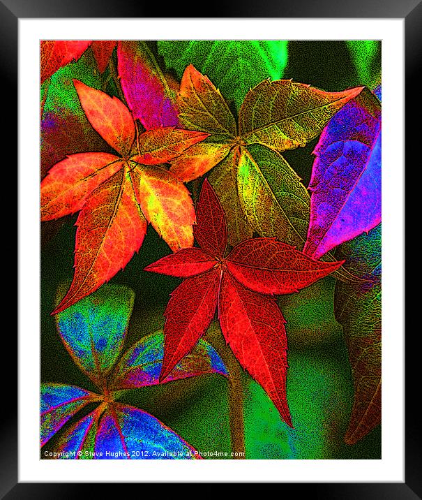 Vibrant multi coloured leaves Framed Mounted Print by Steve Hughes