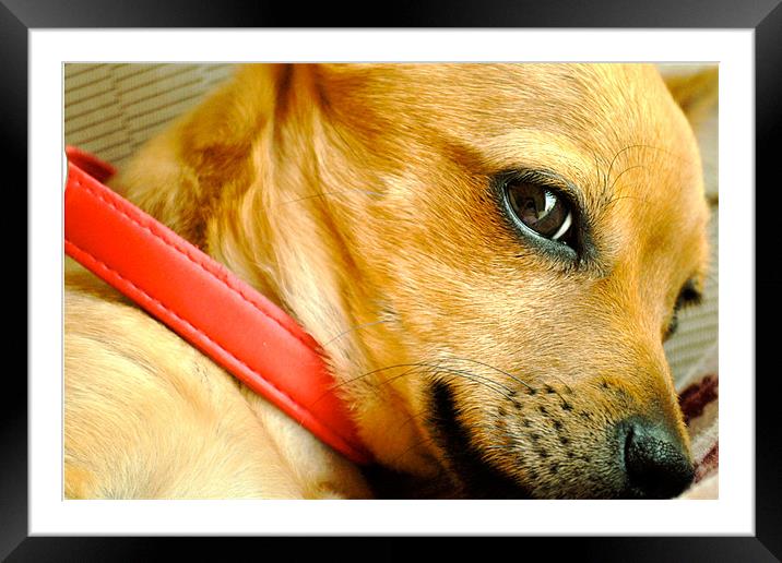 Chihuahua Honey Brown Dog Framed Mounted Print by Andrea Bottle