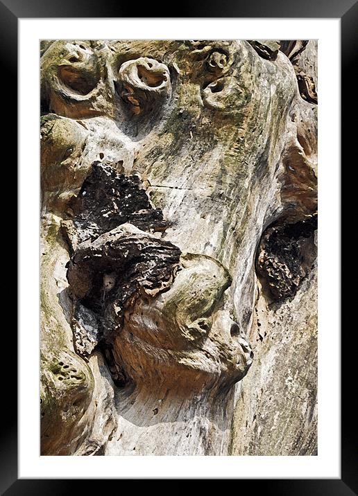 Monkeys in the Tree Framed Mounted Print by Arfabita  
