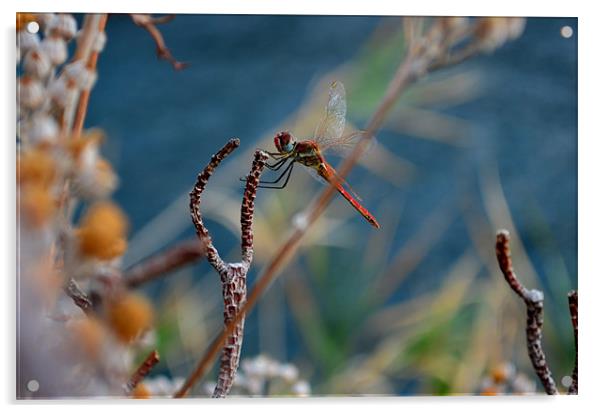 Dragon fly Acrylic by barbara walsh