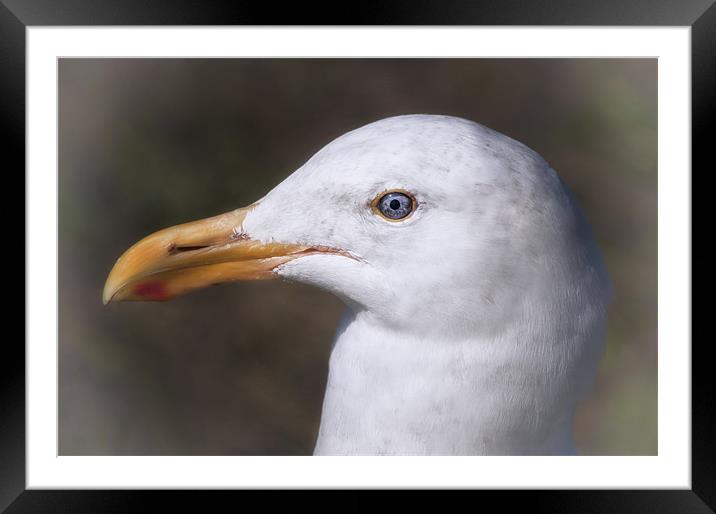 Gull Framed Mounted Print by Mary Lane