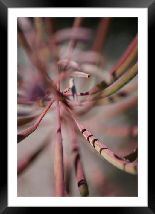 Abstract Flora Framed Mounted Print by Amanda Hedges