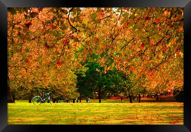 Green Park autumn London Framed Print by David French