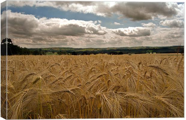 countryside Wheat field Canvas Print by eric carpenter