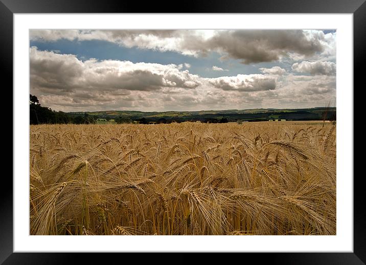 countryside Wheat field Framed Mounted Print by eric carpenter
