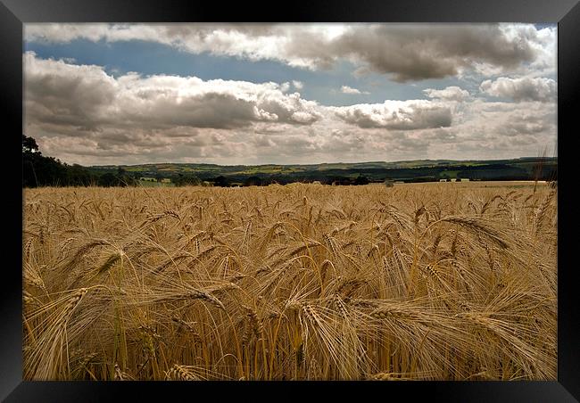 countryside Wheat field Framed Print by eric carpenter