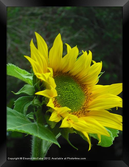 Sunshine Yellow! Framed Print by Eleanor McCabe