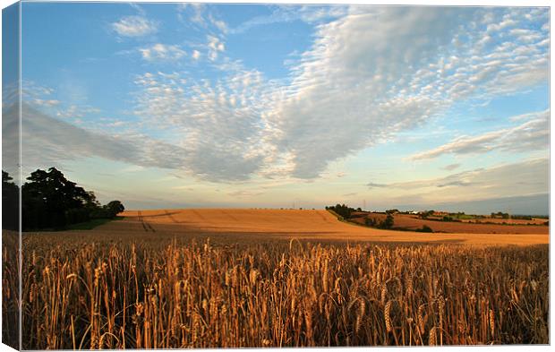 Field of Gold Canvas Print by graham young