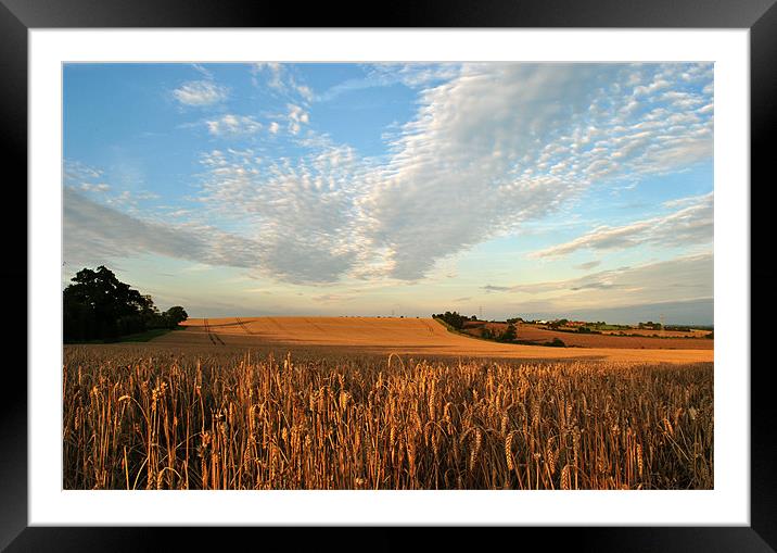 Field of Gold Framed Mounted Print by graham young