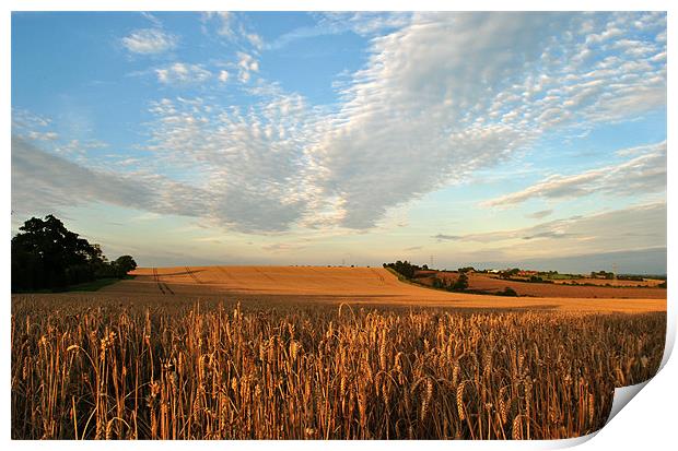 Field of Gold Print by graham young
