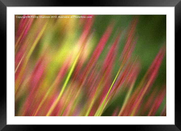 Pink and green floral Framed Mounted Print by Phillip Shannon