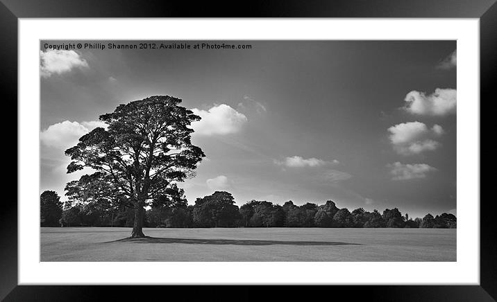 Tree stands alone Framed Mounted Print by Phillip Shannon