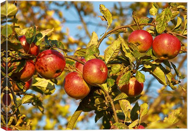 Apples Canvas Print by Will Black