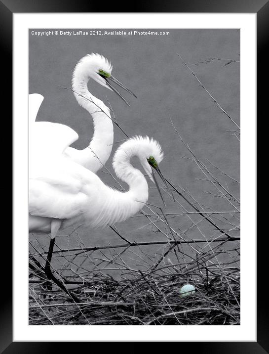 Great Egrets With Egg Framed Mounted Print by Betty LaRue