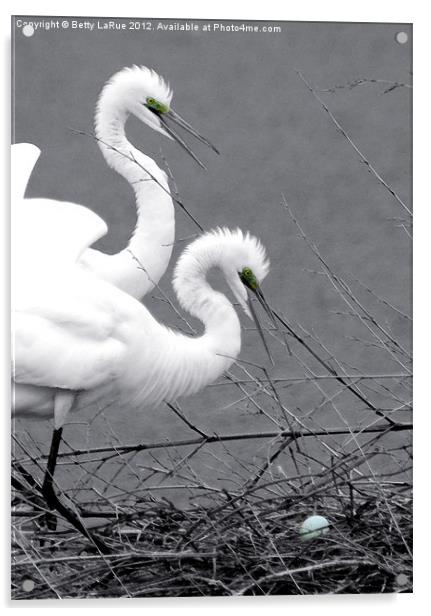 Great Egrets With Egg Acrylic by Betty LaRue