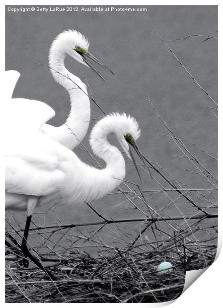 Great Egrets With Egg Print by Betty LaRue
