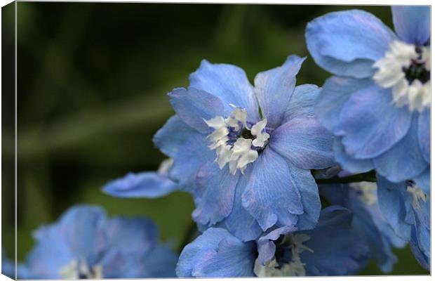 blue flowers Canvas Print by anne lyubareva